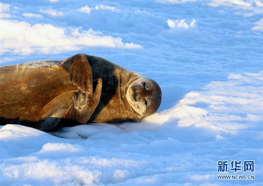 氷に覆われた南極に暮らす可愛い住民たち