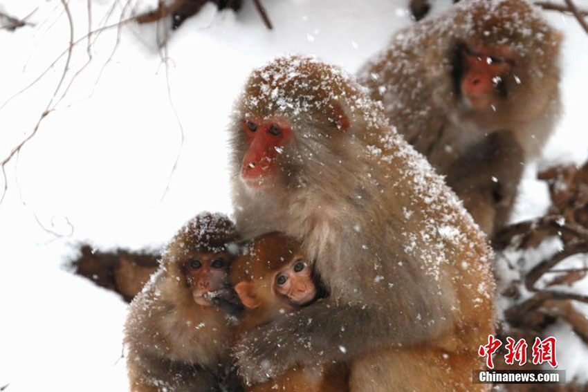 中國のサル山にボタン雪　白い裝いとなったアカゲザル　河南省