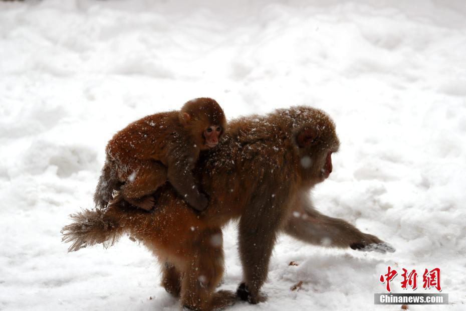 中國(guó)のサル山にボタン雪　白い裝いとなったアカゲザル　河南省