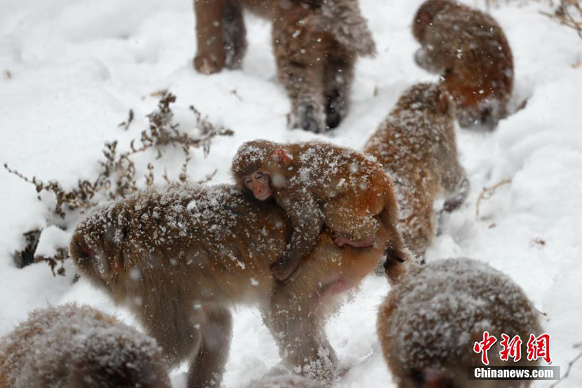 中國のサル山にボタン雪　白い裝いとなったアカゲザル　河南省