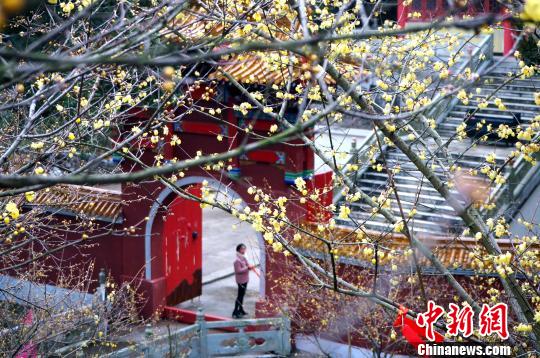 まるで春の訪れ 南昌市で遅咲きのロウバイが開花