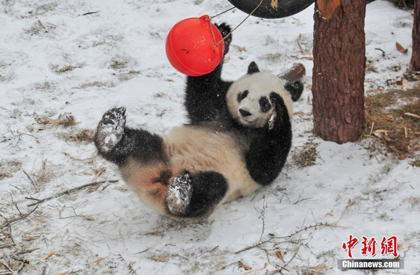 瀋陽(yáng)で今年初の雪　楽しそうにはしゃぎ回るパンダ