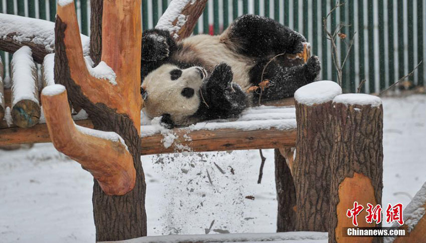 瀋陽(yáng)で今年初の雪　楽しそうにはしゃぎ回るパンダ