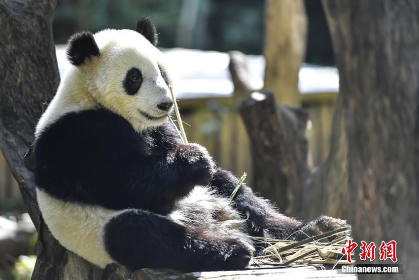 最高気溫15度まで上昇の広州市、のんびり日光浴を楽しむ動物たち