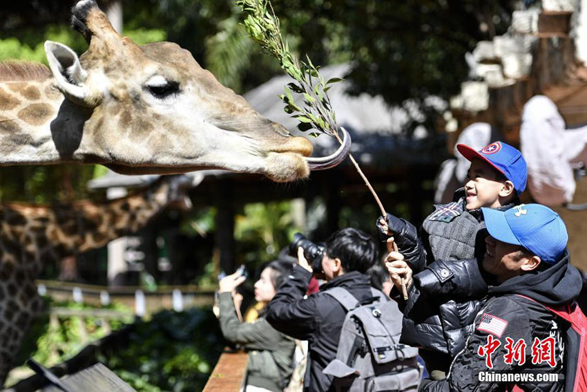 最高気溫15度まで上昇の広州市、のんびり日光浴を楽しむ動物たち