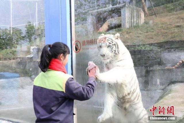 ホワイトタイガーが「模範労働者」に？　飼育係を真似て「ガラス拭き」