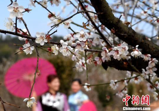 丘陵地に咲き誇る梅の花、省內(nèi)外から花見客集まる　福建省