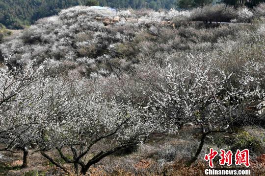 丘陵地に咲き誇る梅の花、省內(nèi)外から花見客集まる　福建省