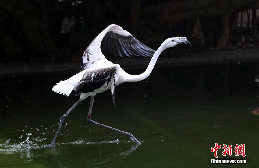 鳥と草木が共存する九龍公園　香港地區(qū)