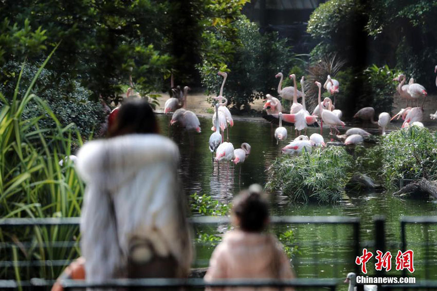 鳥と草木が共存する九龍公園　香港地區(qū)