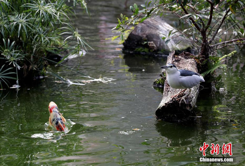 鳥と草木が共存する九龍公園　香港地區(qū)