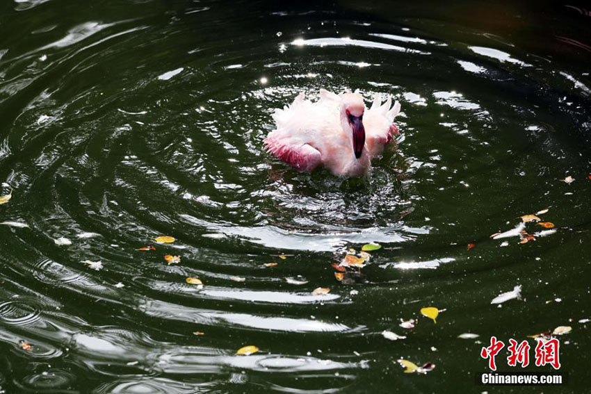 鳥と草木が共存する九龍公園　香港地區(qū)