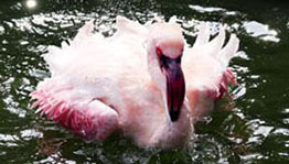 鳥(niǎo)と草木が共存 九龍公園