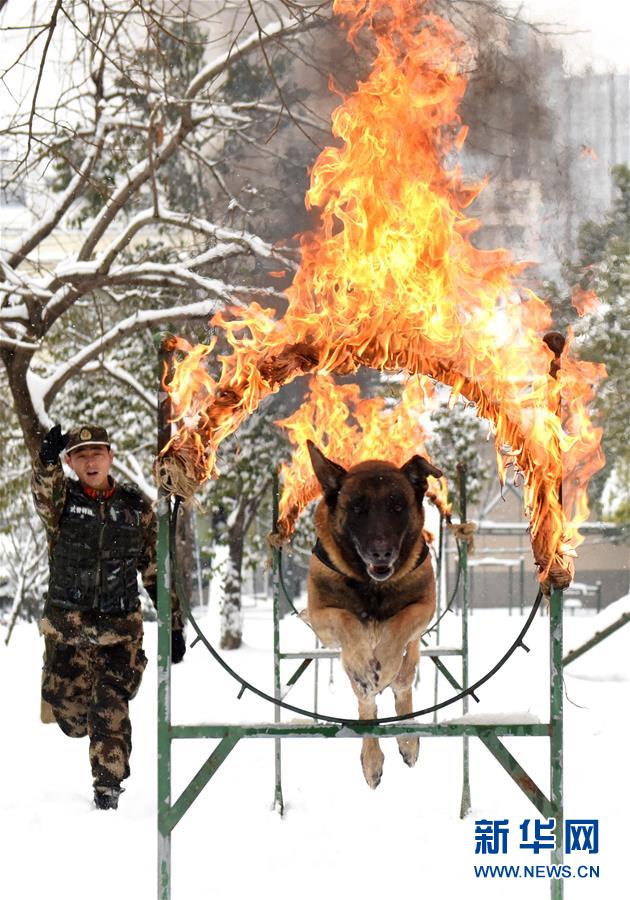 優(yōu)秀な「スーパーパートナー」　多數(shù)の功績を挙げた警察犬