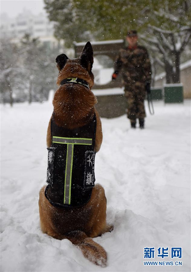 優(yōu)秀な「スーパーパートナー」　多數(shù)の功績(jī)を挙げた警察犬