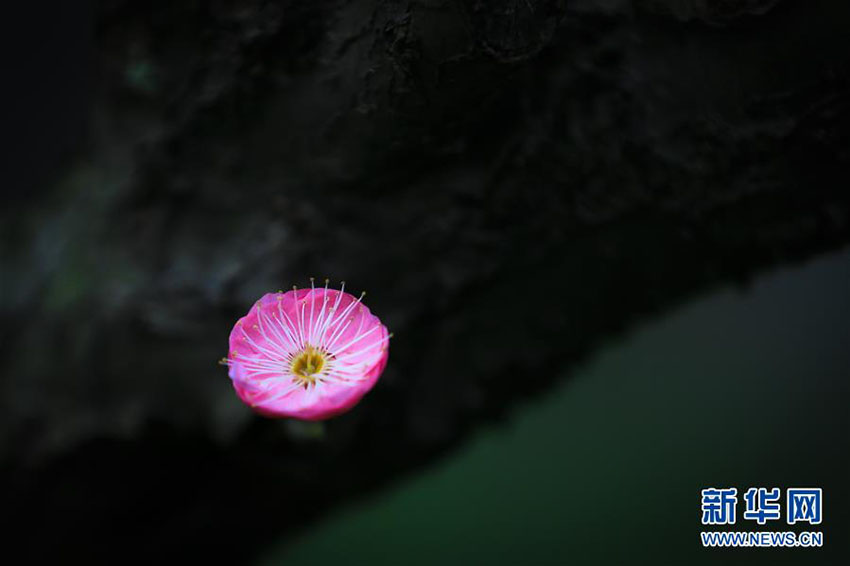 中國(guó)南方で咲く梅の花　冬の景色に彩り添える