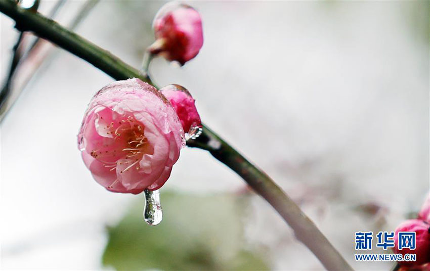 中國(guó)南方で咲く梅の花　冬の景色に彩り添える