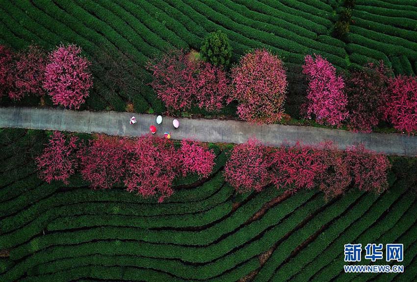 立春迫り、お茶の段々畑で早咲き桜が開花する　福建省