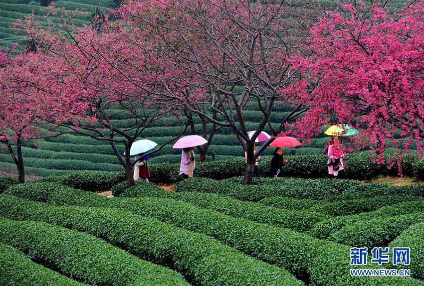 立春迫り、お茶の段々畑で早咲き桜が開花する　福建省