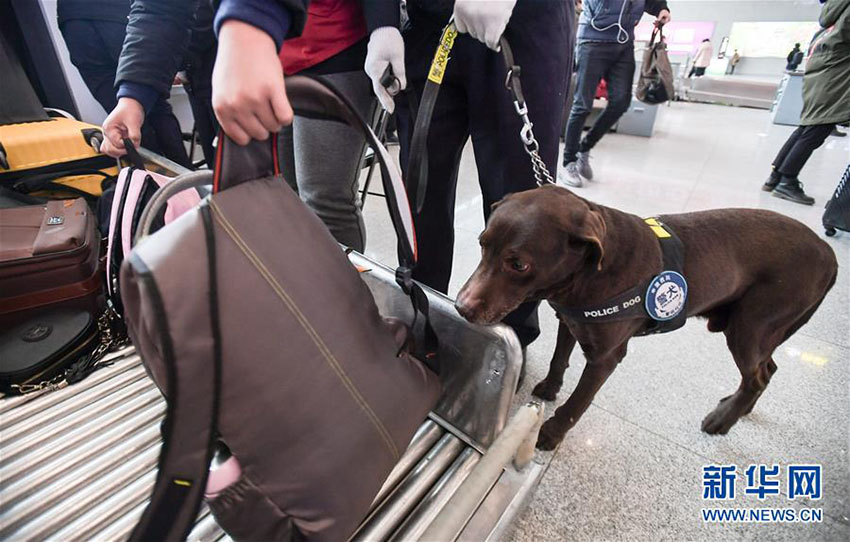 春運スタート、警察犬の「王子」を駅に配備　四川省