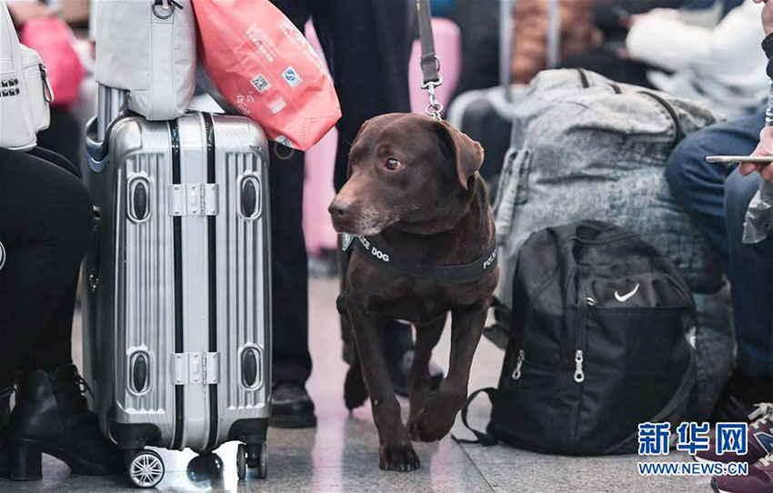 春運(yùn)スタート、警察犬の「王子」を駅に配備　四川省