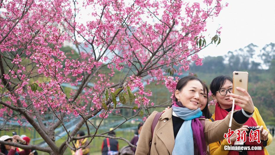 広西チワン族自治區(qū)の桜が開花　花見客でにぎわう