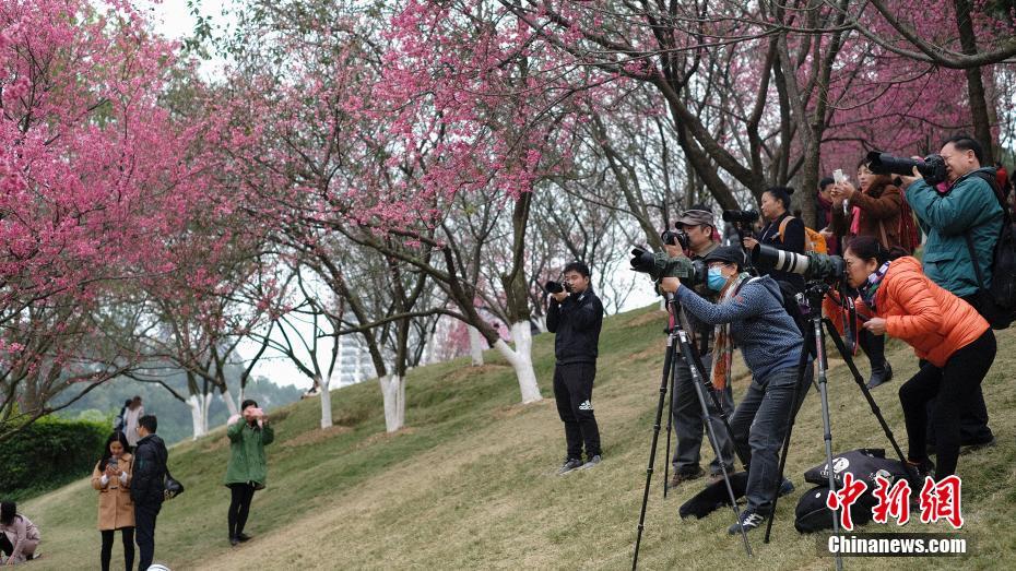 広西チワン族自治區(qū)の桜が開(kāi)花　花見(jiàn)客でにぎわう