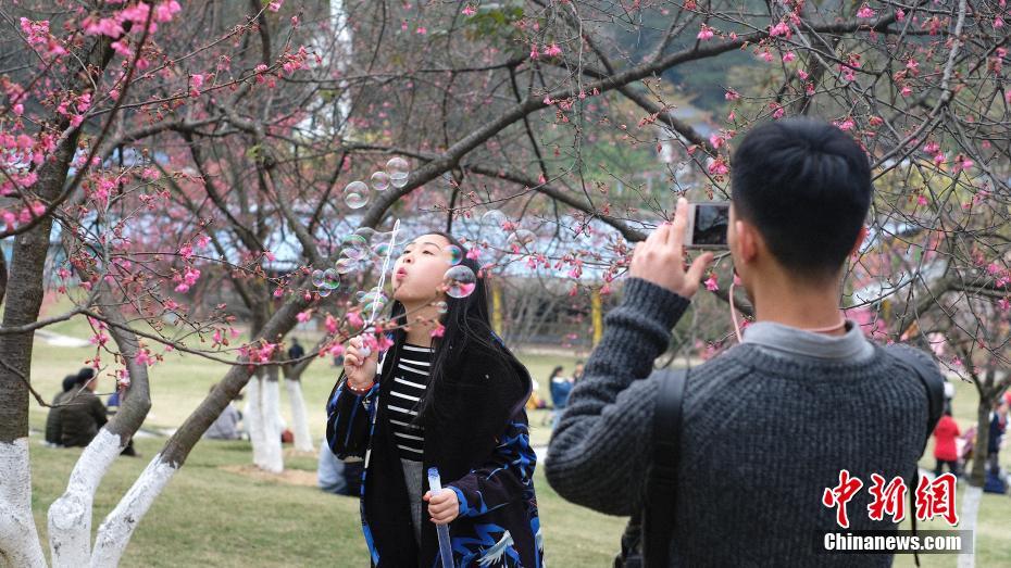 広西チワン族自治區(qū)の桜が開花　花見客でにぎわう