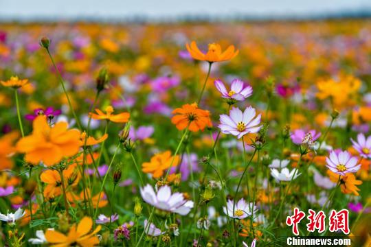 美しい彩りの花々咲き亂れる海南省の公園の花畑を空撮