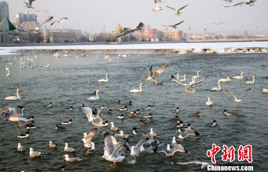 雪どけに合わせ杜鵑河が渡り鳥(niǎo)たちのオアシスに　新疆