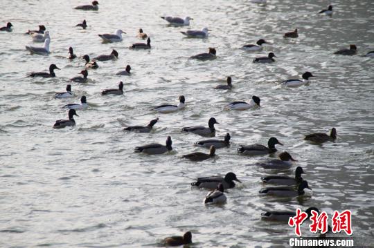 雪どけに合わせ杜鵑河が渡り鳥たちのオアシスに　新疆