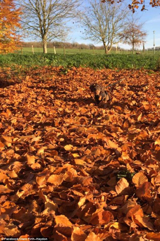 飼い主たちが投稿した「犬はどこへ行った？」寫真がネットで話題に