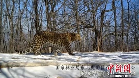 東北虎?豹國家公園の自然資源観測システムが稼働開始