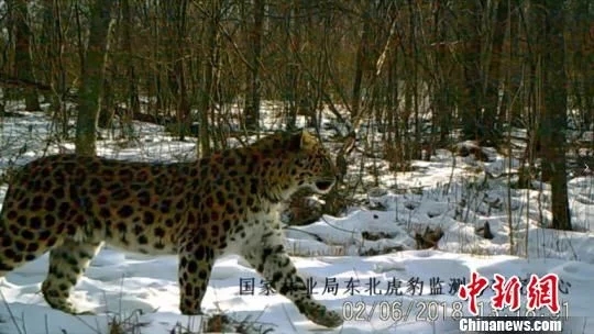 東北虎?豹國家公園の自然資源観測システムが稼働開始