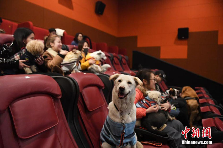 戌年の春節(jié)を祝い、杭州の映畫館で飼い犬同伴可能な映畫鑑賞