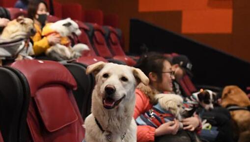 戌年の春節(jié)を祝い、杭州の映畫館で飼い犬同伴可能な映畫鑑賞