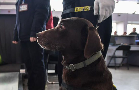 春運(yùn)スタート、警察犬の「王子」を駅に配備　四川省