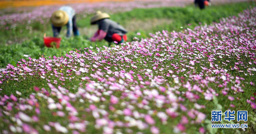 塩害被害で荒れ果てた土地、広大な花畑に生まれ変わる　海南省