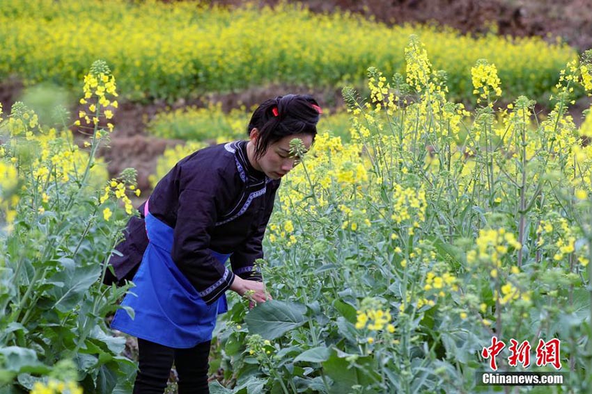 満開を迎えた菜の花畑で農(nóng)作業(yè)に勤しむ貴州トン族の人々