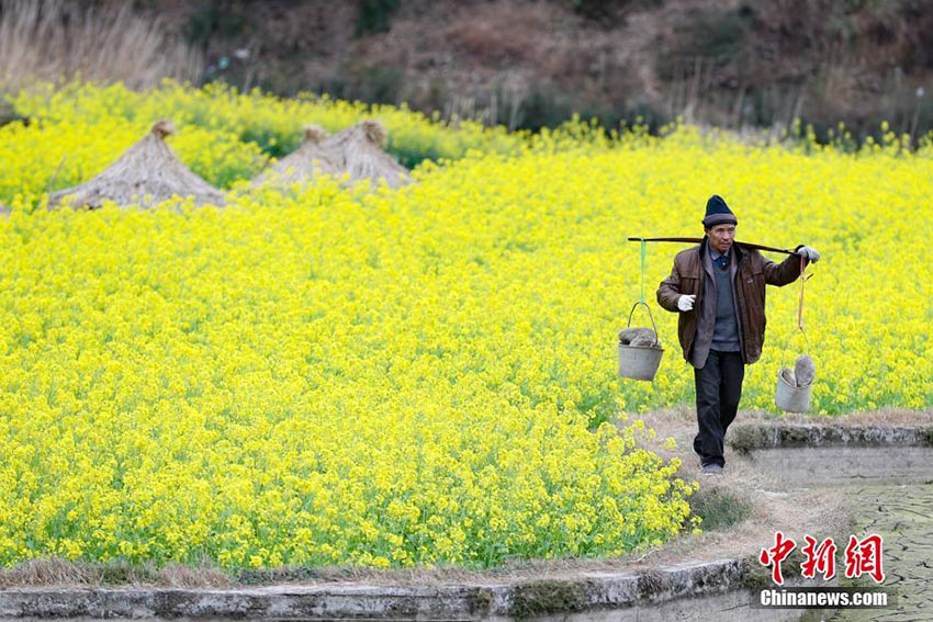 満開を迎えた菜の花畑で農作業(yè)に勤しむ貴州トン族の人々