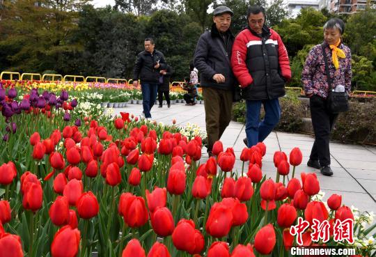 福建省の福州溫泉公園でチューリップ咲き誇る　多くの観光客を魅了