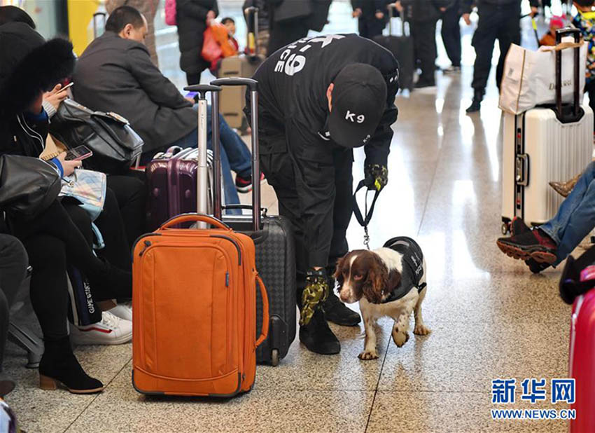 春運(yùn)期間中の旅客の安全を守る　石家荘駅でパトロールにあたる警察犬