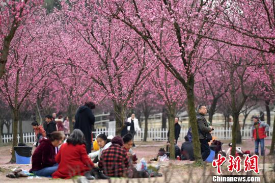 成都で紅梅が満開(kāi)に　多くの市民が押し寄せ花愛(ài)でる