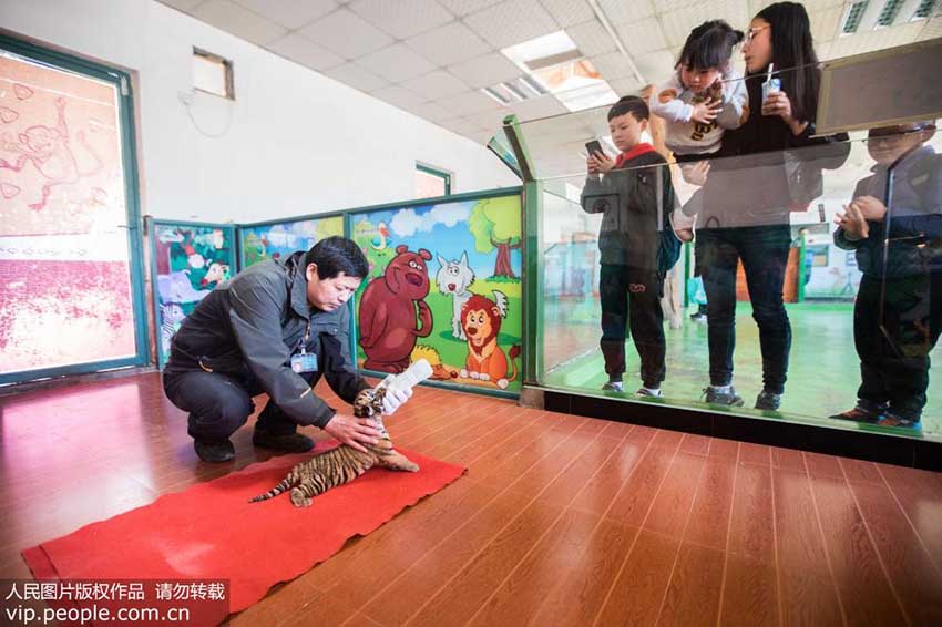 杭州野生動物世界で華南トラの三つ子が一般公開