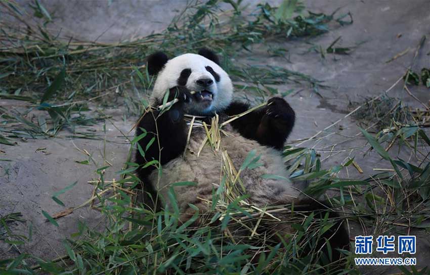 フィンランドの動物園にパンダ館オープン　2頭のパンダが一般公開