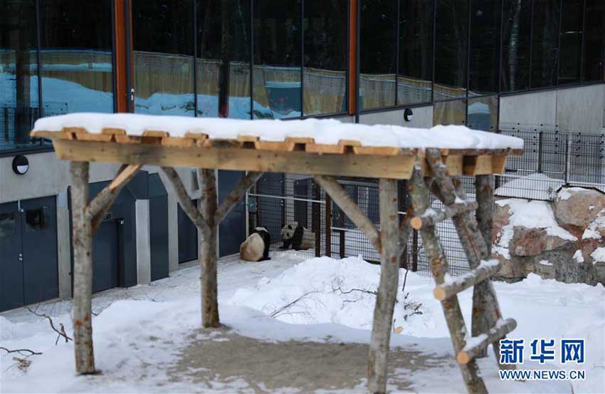 フィンランドの動(dòng)物園にパンダ館オープン　2頭のパンダが一般公開