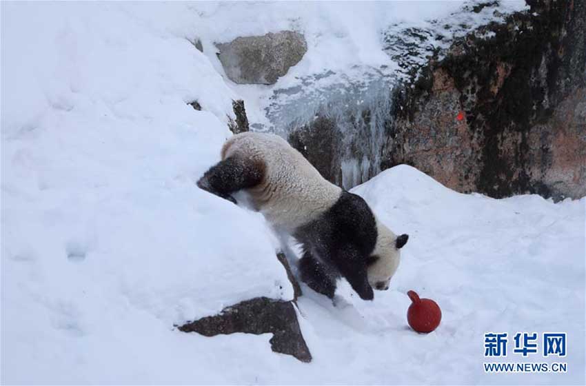 フィンランドの動(dòng)物園にパンダ館オープン　2頭のパンダが一般公開