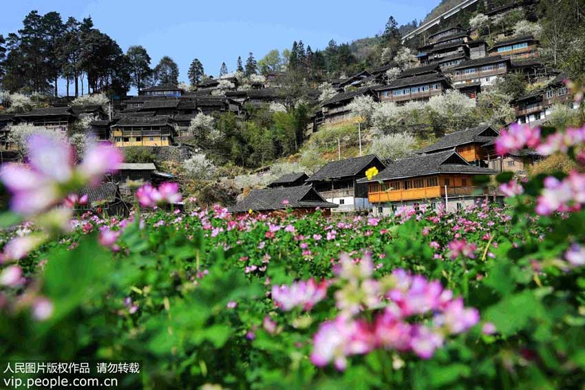 春の花と暖かな陽(yáng)気に包まれる貴州省の山村