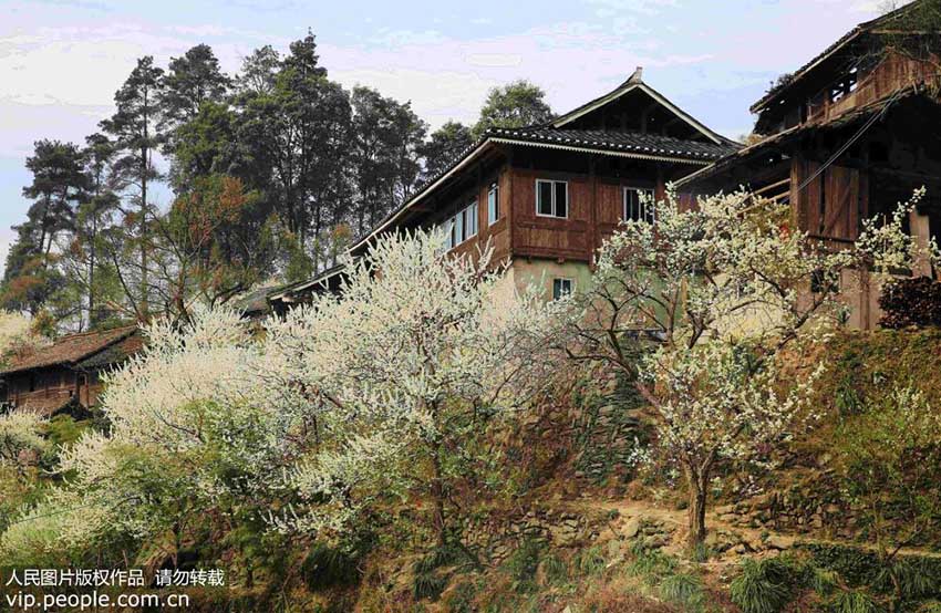 春の花と暖かな陽気に包まれる貴州省の山村