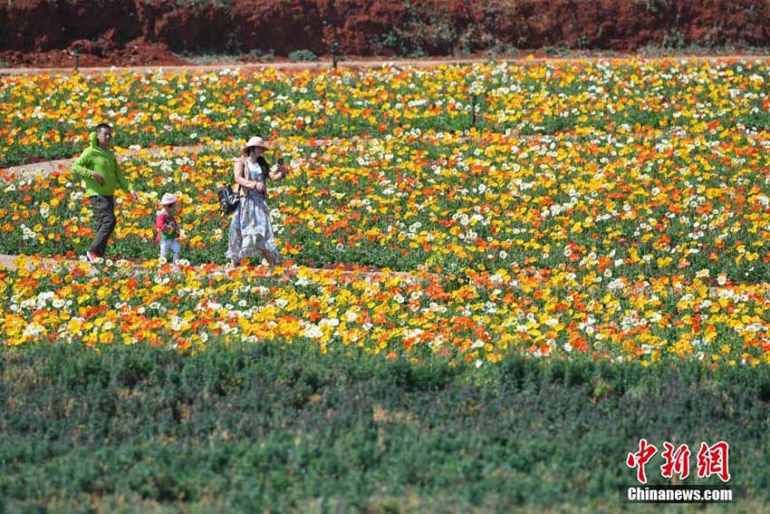 カラフルな花畑広がる初春の昆明、春を満?jiǎn)摔工肴恕?></td></tr><tr><td class=